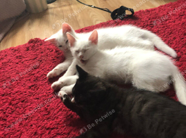 Stunning boys for sale