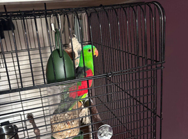 Red winget parrot
