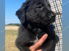 Red fox Labrador cross border collie