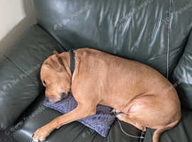 Staffy cross Labrador