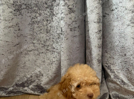 Toy poodle girl