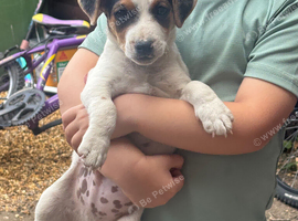 Pure Jack Russell