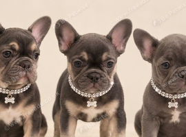 French bulldog puppies