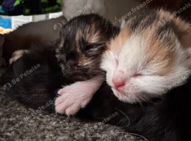 5 gorgeous kittens