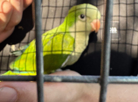 Green Quakers /monk parakeets
