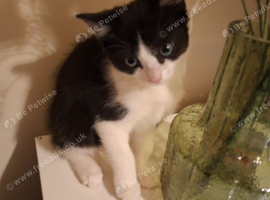 Kitten