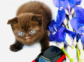 We have 5 Pure breed Scottish Fold kittens!