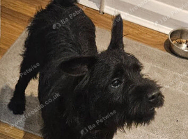 Patterdale terrier