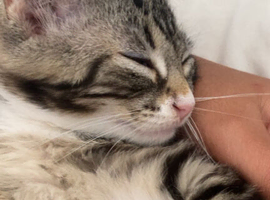 Tabbi kitten