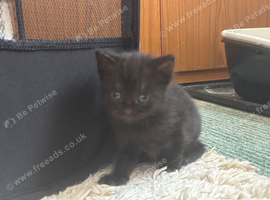 Kittens