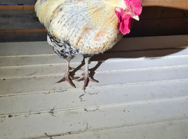Sussex chickens and one easter egger black