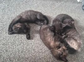 Beautiful Kittens (Part Russian Blue)