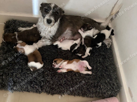 Bob tail jack Russel puppies