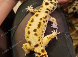 Gaint leopard gecko