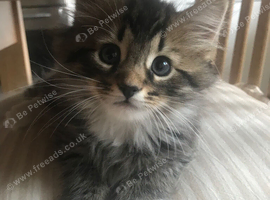 Beautiful playful kittens