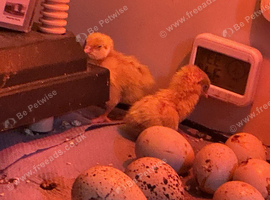 Jumbo quail chicks &pound;2.25