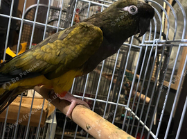 Tame Pantagonion conure