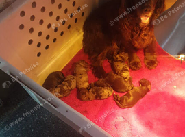 Working cooker spaniels