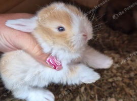 Selection of lop rabbits adults and baby's