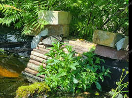 Turtle rehoming