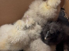 Silkie chicks