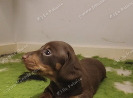 Meet "Uno" chocolate and tan daschund