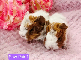 2 Sow Pairs ready 24/10/26
