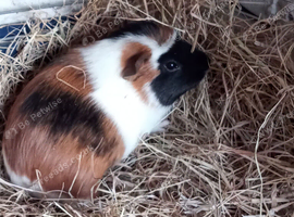 Baby Guinea pigs for sale