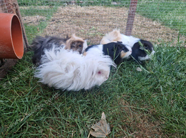 4 Female Guinea Pigs