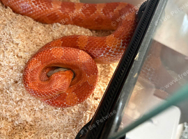 Corn snake