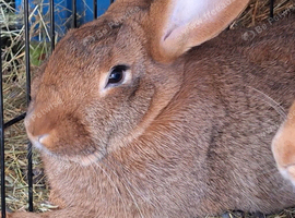 New Zealand Red female