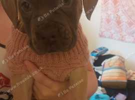 Beautiful English bulldog X Cane corso femals pup