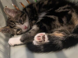 Tabby kitten