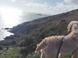 KC reg Italian Spinone For Stud