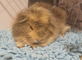 2 bonded boars 1 year old