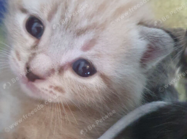 4beautiful burmese cross tabby kittens