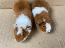 Baby Male Teddy Guinea Pigs