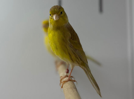 Canaries