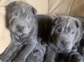 2 beautiful pups for sale