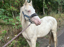 Very nice gelding