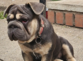 Female Big Rope French Bulldog