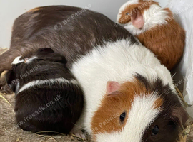 Baby guinea pig pairs.