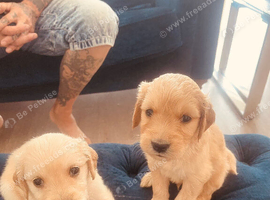 Gorgeous Goldendoodle puppy&rsquo;s
