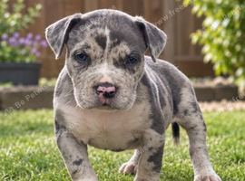 Pocket Bullyz puppy available