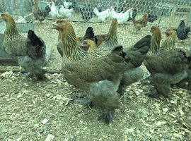 Stunning Brahma hens &ndash; POL.