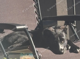 Belgium malinios x spaniel