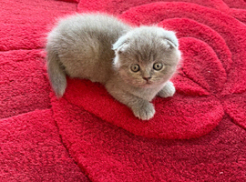 British and Scottish Fold kittens