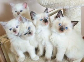 Ragdoll kittens