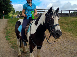 14.1hh Piebald cob 5 years