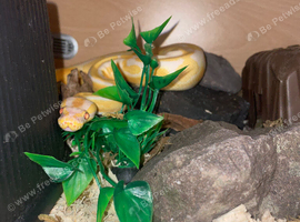 Royal Python for sale
